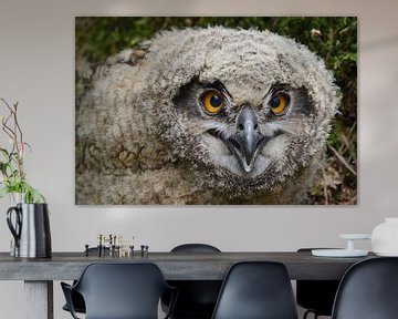 Eurasian Eagle Owl ( Bubo bubo ) young chick, jumped out of nest, sitting on the ground, close up, w by wunderbare Erde