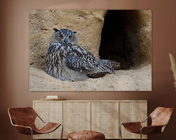 Chouette aigle européenne ( Bubo bubo ), oisillon dans la zone d'entrée de sa grotte de reproduction sur wunderbare Erde
