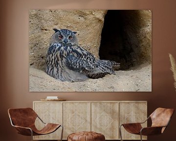 Eurasian Eagle Owl ( Bubo bubo ), young, lying, resting in front at nesting burrow, peaceful, watchi by wunderbare Erde