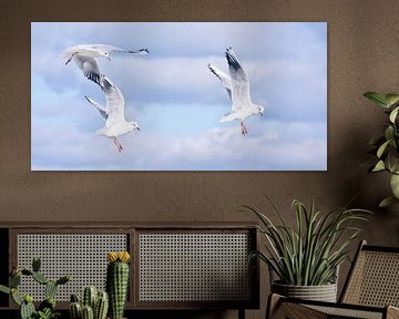 Seagulls by Claudia Moeckel