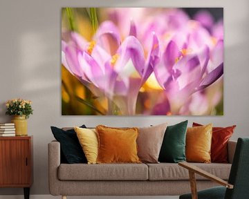 flowering crocuses by Karin Riethoven