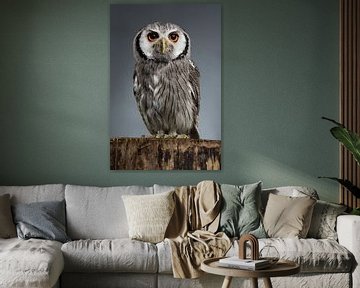 Northern white-faced owl Ptilopsis leucotis studio portret met grijze achtergrond van Leoniek van der Vliet