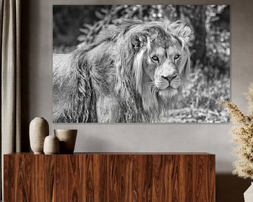 portret van een leeuw van Hans Vos Fotografie
