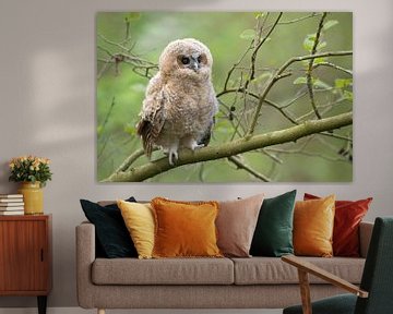 Tawny Owl ( Strix aluco ),  very young, just out of nest, looks cute, wildlife, Europe. by wunderbare Erde