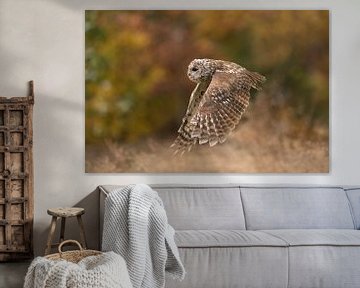 hibou des marais ( Strix aluco ) volant au-dessus d'une prairie à la lisière de la forêt, couleurs d sur wunderbare Erde