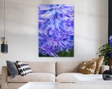 paarse hyacint van Karin Riethoven