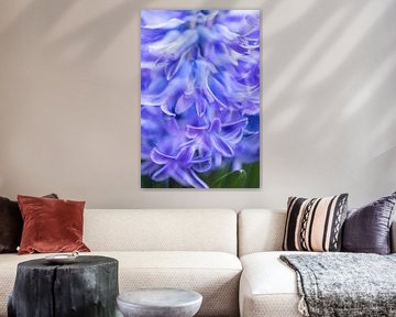 paarse hyacint van Karin Riethoven