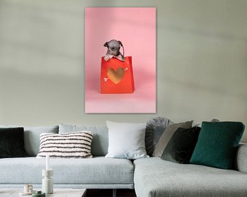 Amerikaanse Haarloze Terrier puppy zit in een rode papieren tas met gouden hart tegen een roze achte van Leoniek van der Vliet