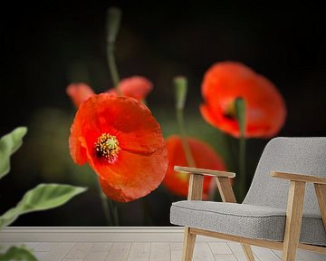 Klaprozen genieten van de zon ... (klaproos, bloem, tuin, rood) van Bob Daalder