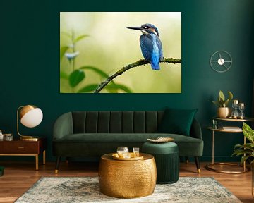 Kingfisher by Heiko Lehmann