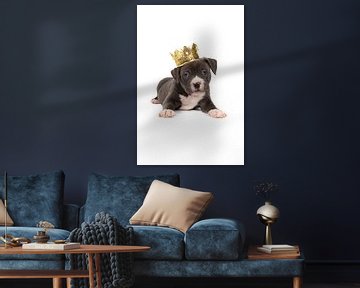 A grey white American Bully or Bulldog puppy lying with a golden crown on the head against a white b by Leoniek van der Vliet