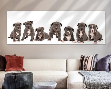 A panorama of a litter of seven American Bulldog puppies against a white background by Leoniek van der Vliet