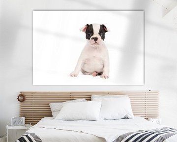 Studio portret van een Franse Bulldog pup in zwart wit zittend tegen een witte achtergrond van Leoniek van der Vliet