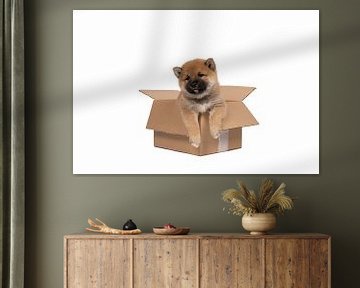 Een Shiba Inu puppy zit in een kartonnen doos tegen een witte achtergrond van Leoniek van der Vliet