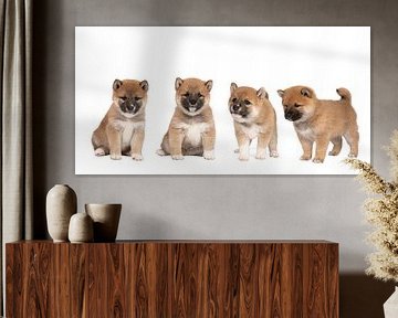 Four cute Shiba Inu puppies from a nest isolated against a white background by Leoniek van der Vliet