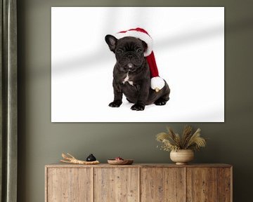 A studio portrait of a cute French Bulldog puppy with a Christmas hat on his head by Leoniek van der Vliet