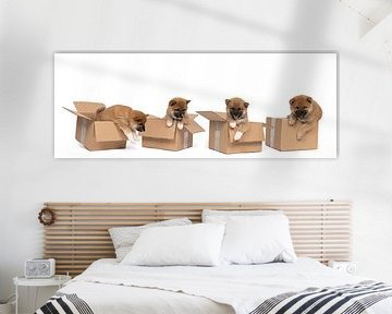 Vier Shiba Inu pups zittend in een kartonnen doos panorama tegen witte achtergrond van Leoniek van der Vliet