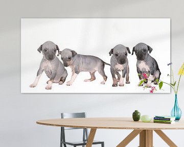 Panorama van vier American Hairless Terrier puppies of Amerikaanse naakthonden tegen witte achtergro van Leoniek van der Vliet