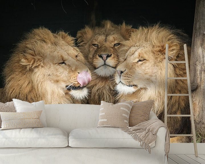 Sfeerimpressie behang: Drie leeuwen close-up van Erik Wouters
