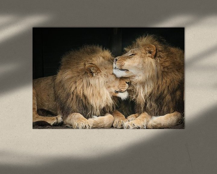 Sfeerimpressie: Twee leeuwen close-up van Erik Wouters