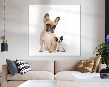 Studio portret van een moeder French Bulldog en een pup tegen een witte achtergrond van Leoniek van der Vliet