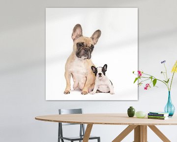 Studio portret van een moeder French Bulldog en een pup tegen een witte achtergrond van Leoniek van der Vliet