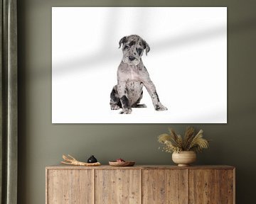 Portret van een Deense of Duitse Dog puppy zittend tegen een witte achtergrond van Leoniek van der Vliet