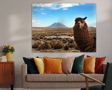 Alpaca with volcano Misti by Ryan FKJ