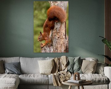 Eichhörnchen von Henk Zielstra