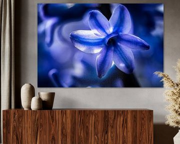 Close-up of hyacinth in blue by Fotografiecor .nl