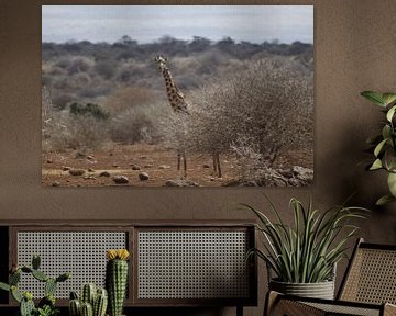 giraf achter een struik van Laurence Van Hoeck