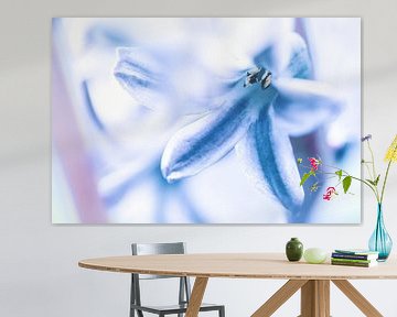 Blossom of common hyacinth by Fotografiecor .nl