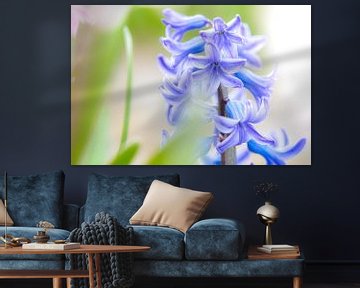Blauwe bol hyacint in het veld van Fotografiecor .nl