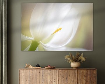 Tulp wit van Enna Butte