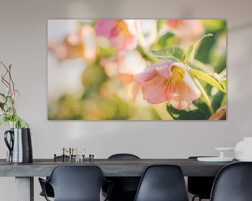 Bloeiende lenteroos, helleborus van ElkeS Fotografie