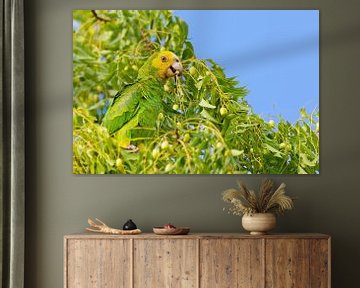 Geelvleugelamazone papegaai in top van boom met groene bladeren en vruchten van Ben Schonewille