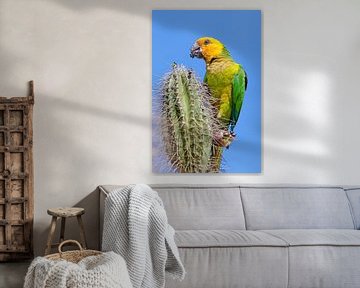 Deze geelvleugelamazone papegaai zit boven op een cactus en eet een bloemknop