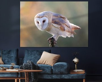 Barn owl by Rianne van Diemen