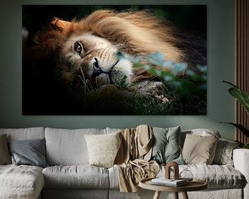 Lion by Eric Sweijen