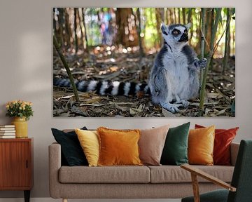 Ringelschwanz-Lemur von Eric Sweijen