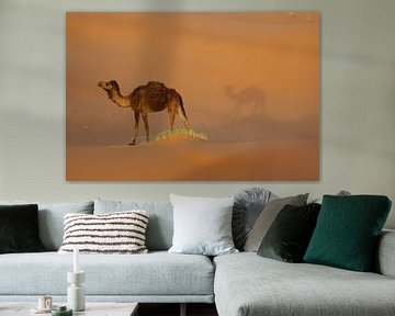 dromedary camel by wil spijker