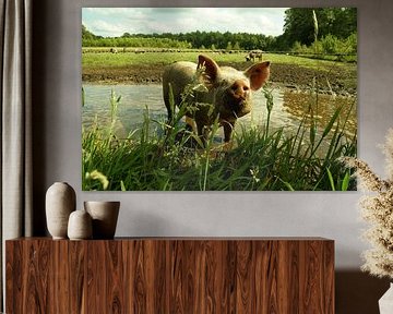 curious piglet by wil spijker