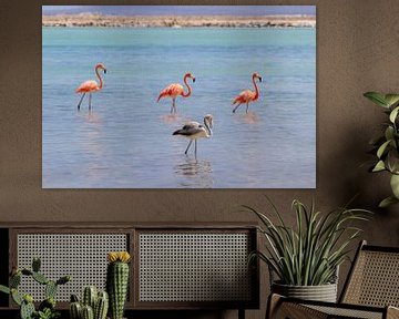 Groep rode caribische flamingo's staan in water aan kust van Bonaire