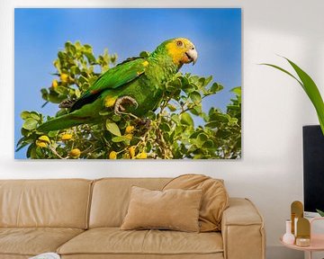 Geelvleugelamazone papegaai zit in groene boomtop van Ben Schonewille