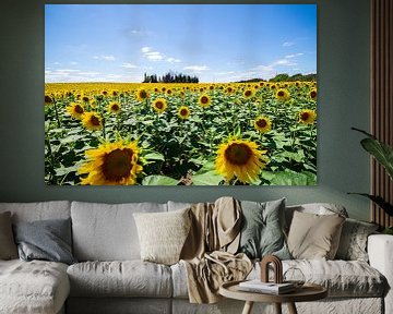 Sunflowers in France by Jacky van Schaijk