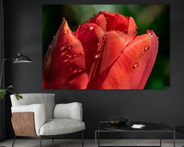 Rode Tulp met waterdruppels