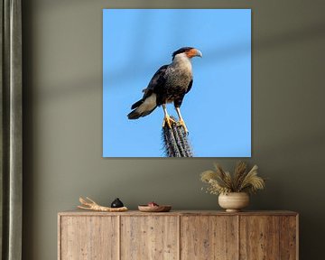 Crested Caracara by Henk Zielstra