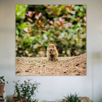 Schwarzschwanz-Präriehund 2