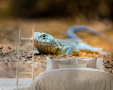 Gekko poseert van de buurtfotograaf Leontien