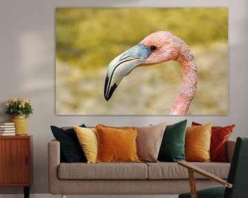 Close-up portrait head of red Caribbean flamingo by Ben Schonewille